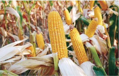 隆平生物玉米種子 科技育種結(jié)碩果，現(xiàn)代農(nóng)業(yè)展新篇