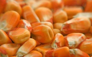 農(nóng)作物種子選購(gòu)全攻略 科學(xué)選種，豐收保障