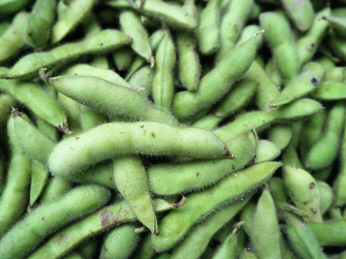 農(nóng)村大嫂巧種優(yōu)質(zhì)蔬菜，年收兩茬創(chuàng)收高，畝收益達(dá)1.2萬(wàn)元