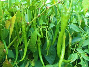 6畝收入54000元，被老鄉(xiāng)稱作“搖錢樹”的種子，到底種啥這么賺錢？