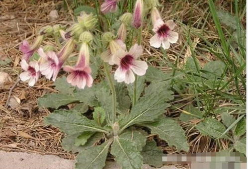 昔日田間尋常物，今朝海外黃金種——那些身價(jià)倍增的鄉(xiāng)土作物傳奇